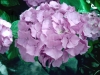 hortensia.jpg