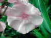 Filename=laurriier_rose.jpg
Filesize=281KB
Dimensions=800x600
Date added=Jul 17, 2007 laurriier_rose.jpg