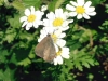 Filename=paquerettes_papillon.jpg
Filesize=332KB
Dimensions=800x600
Date added=Jul 17, 2007 paquerettes_papillon.jpg