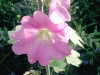 Filename=rose__tremiere01.jpg
Filesize=343KB
Dimensions=800x600
Date added=Jul 17, 2007 rose__tremiere01.jpg