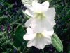 Filename=roses_tremieres.jpg
Filesize=351KB
Dimensions=800x600
Date added=Jul 17, 2007 roses_tremieres.jpg