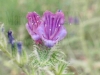 Filename=viperine.jpg
Filesize=261KB
Dimensions=800x600
Date added=Jul 17, 2007 viperine.jpg