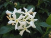 jasmin_[800x600].jpg