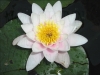 Filename=nenuphar.jpg
Filesize=405KB
Dimensions=799x600
Date added=Jul 29, 2007 nenuphar.jpg