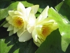 nenuphar04.jpg