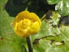nenuphar05.jpg