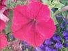 petunia0_1_[800x600].jpg