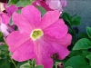 petunia0_2_[800x600].jpg