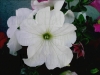 petunia0_3_[800x600].jpg