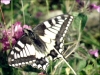 Papillon_lune.jpg