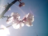 Filename=abricotier.jpg
Filesize=44KB
Dimensions=800x600
Date added=Aug 02, 2007 abricotier.jpg