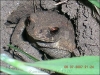 bébé_crapaud_dans_son_trou_au_jardin_12-31-2007.jpg