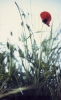 coquelicot_[800x600].JPG
