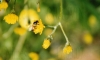 Filename=fleur_abeille01.jpg
Filesize=38KB
Dimensions=800x484
Date added=Jul 14, 2007 fleur_abeille01.jpg