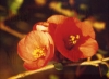 Filename=fleur_rouge01.jpg
Filesize=267KB
Dimensions=800x585
Date added=Jul 15, 2007 fleur_rouge01.jpg