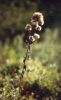 fleurs_seches_[800x600].JPG