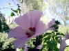 Filename=hibiscus_altéa_mauve01.jpg
Filesize=336KB
Dimensions=800x600
Date added=Jul 15, 2007 hibiscus_altéa_mauve01.jpg